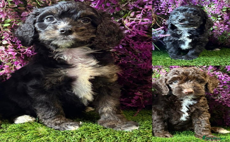 Cockapoo dogs - Advert 4