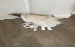 Ragdoll cats for sale: Female kitten become available! Pure Ragdoll in Derby - Image 35