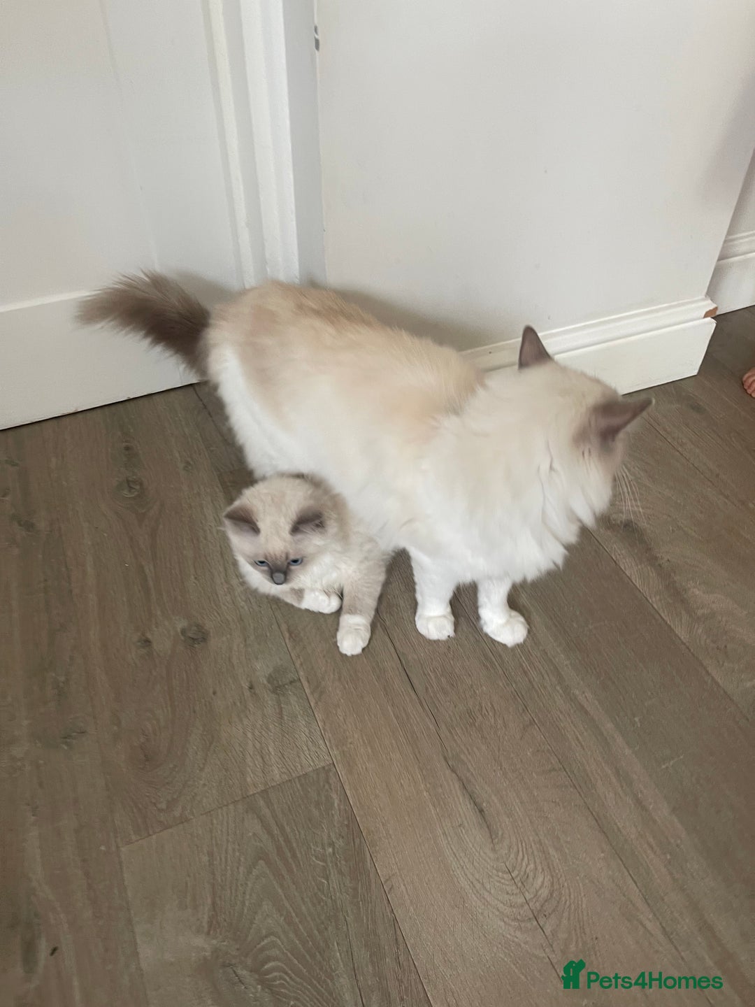 Ragdoll cats for sale: Female kitten become available! Pure Ragdoll in Derby - Image 35