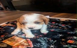 Cavalier King Charles Spaniel dogs for sale: Adorable Puppies Looking for Their Forever Homes! - Image 5