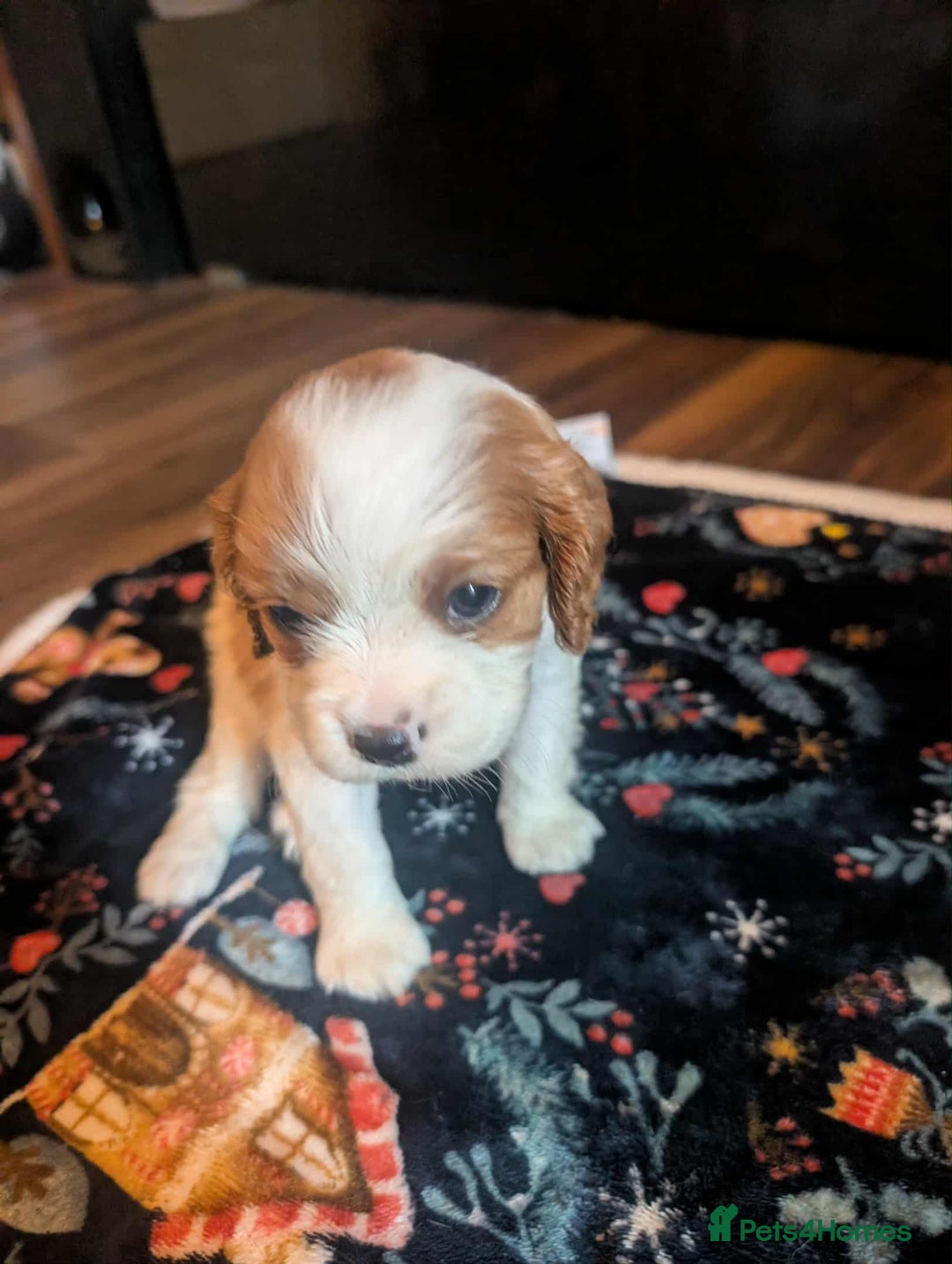 Cavalier King Charles Spaniel dogs for sale: Adorable Puppies Looking for Their Forever Homes! - Image 5