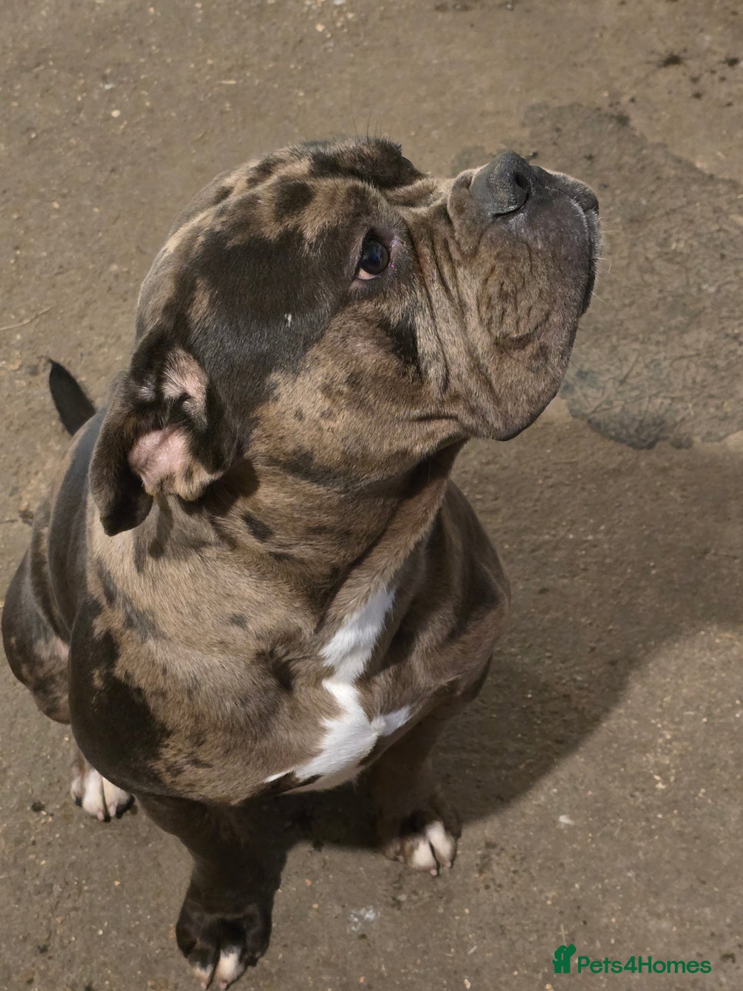 Mixed Breed dogs for sale: Yogi for sale  - Advert 3