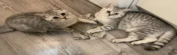 British Shorthair cats for sale: Super cuddly - Advert 4