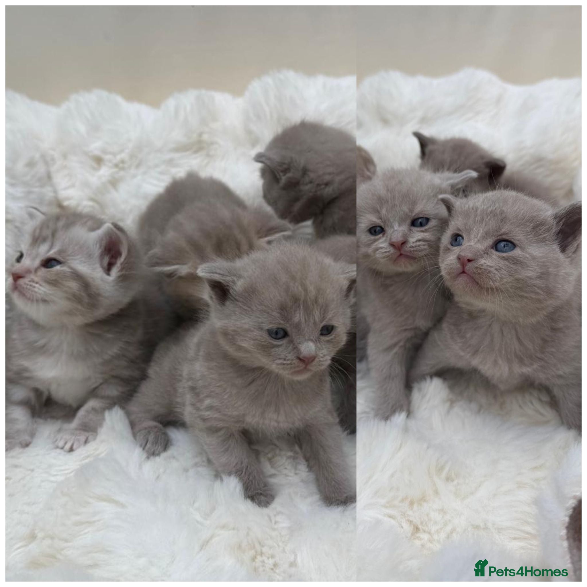 British Shorthair cats Beautiful British kittens Available 🐾🐾❤️ - Advert 1