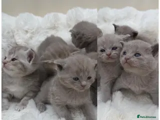 British Shorthair cats Beautiful British kittens Available 🐾🐾❤️ - Advert 1