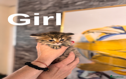 British Longhair cats for sale: British Long Hair Kittens - Image 14
