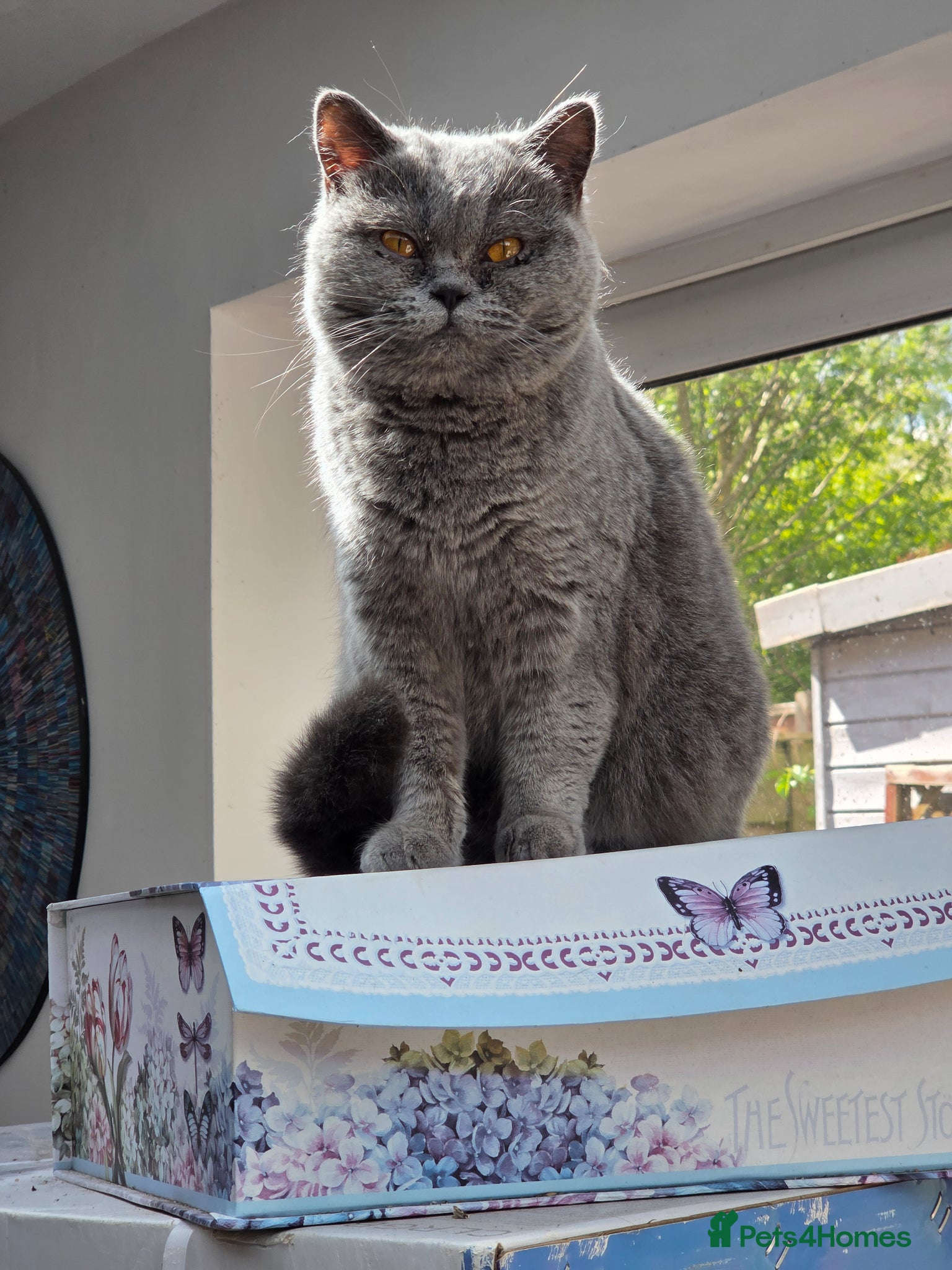 British Shorthair cats Adult British short hair blue female 2 years old  - Advert 9