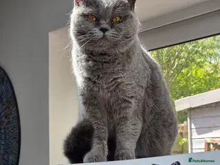 British Shorthair cats Adult British short hair blue female 2 years old - Advert 5
