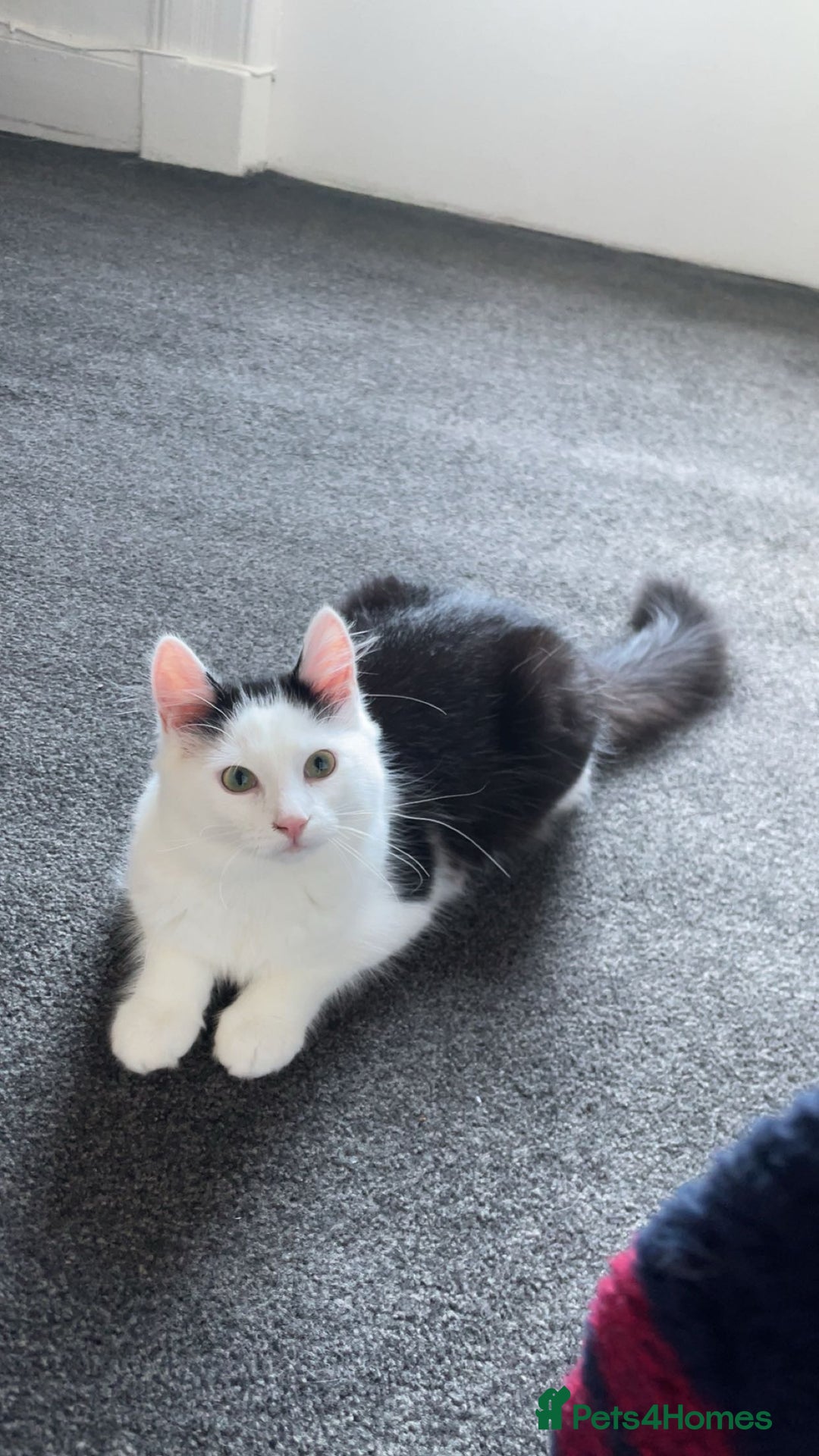 Mixed Breed cats for sale: urgent rehome - Advert 6
