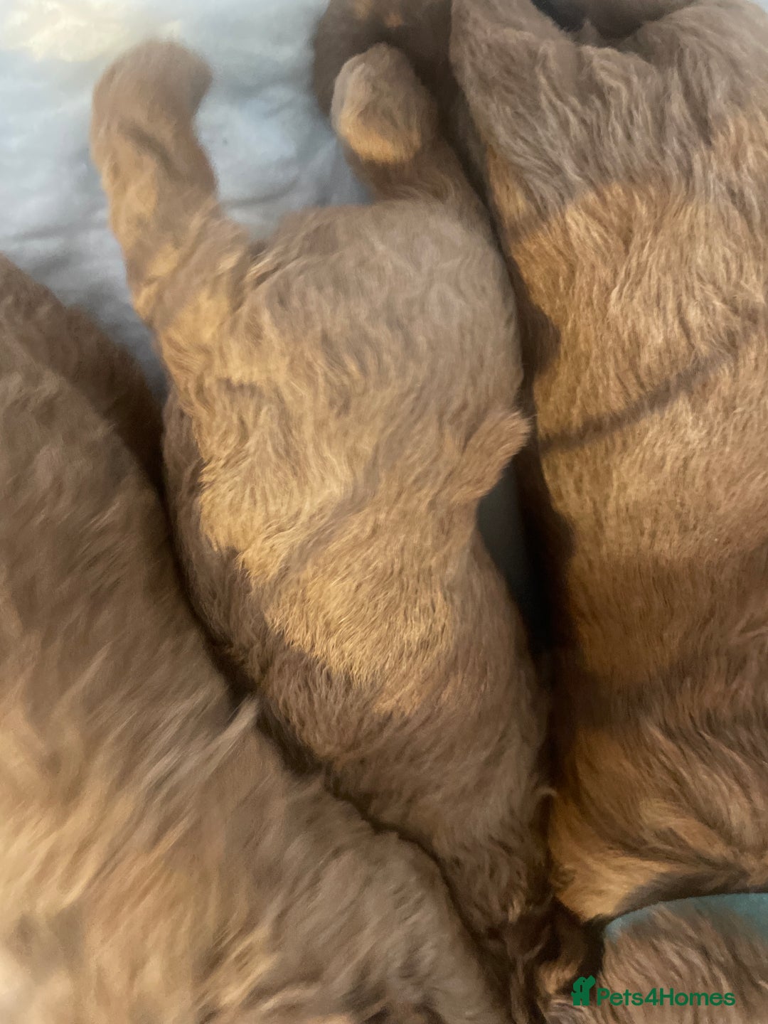 Toy Poodle dogs for sale: Toy poodle puppies  - Image 10