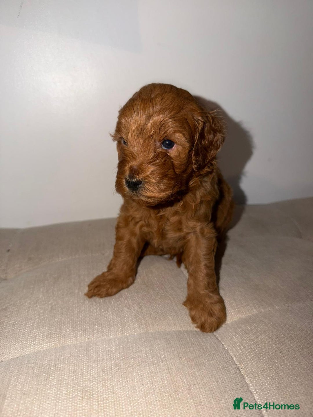 Cockapoo dogs for sale: F1b Cockapoo Puppies – Ready 16th January ✨ - Advert 4