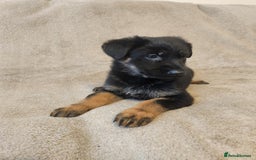 German Shepherd dogs for sale: Girls - Image 1