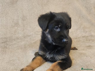 German Shepherd dogs - Advert 2