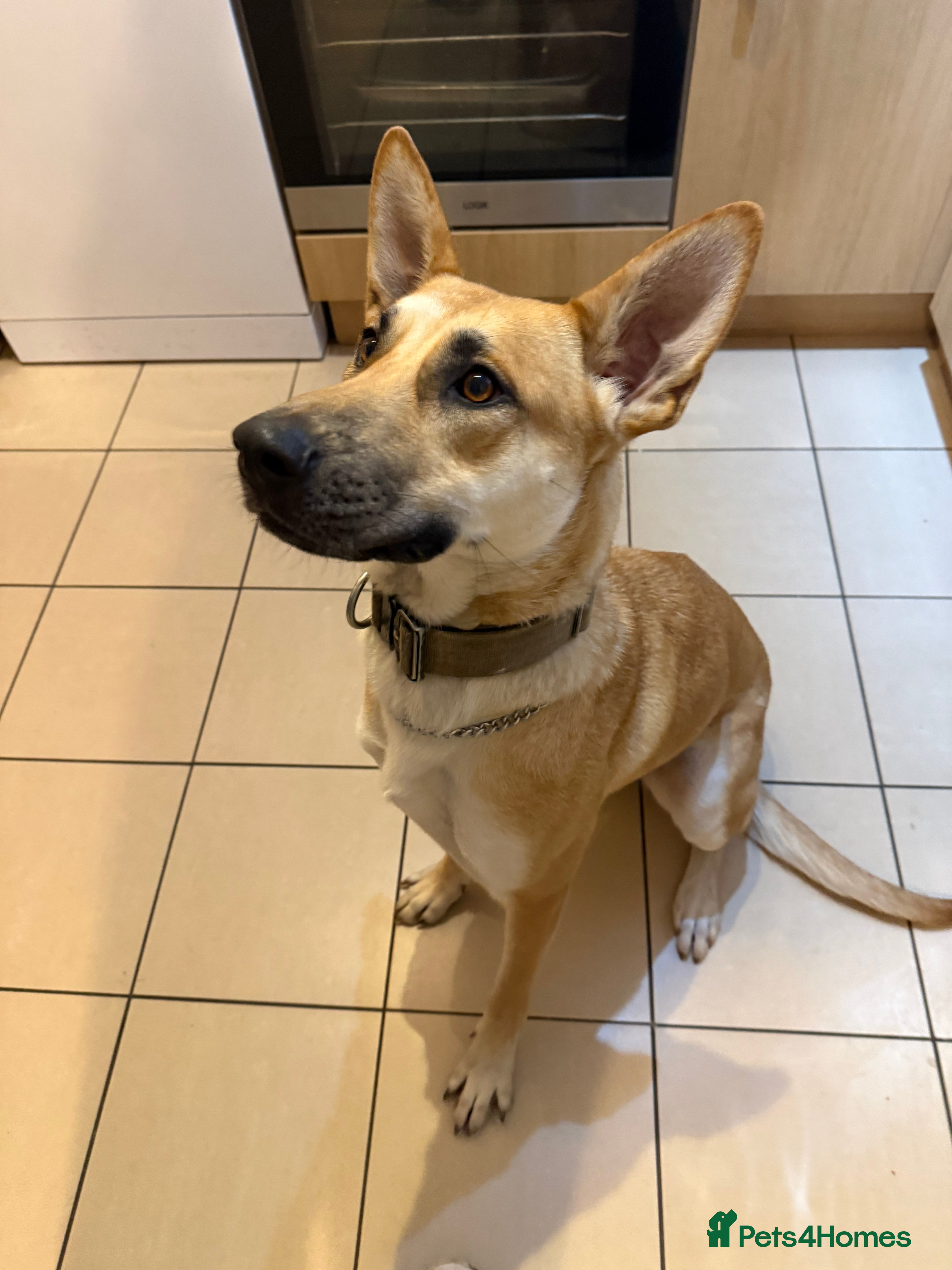 German Shepherd dogs Beautiful Female German Shepherd - Advert 1