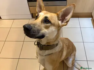 German Shepherd dogs Beautiful Female German Shepherd - Advert 1