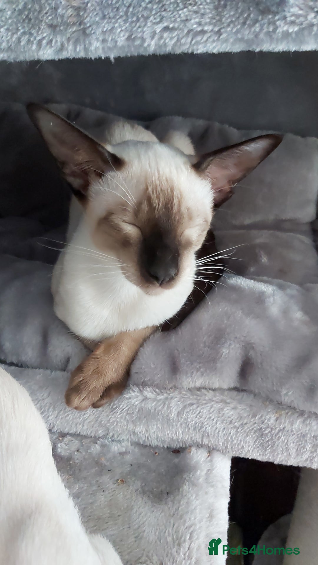 Oriental cats for sale: Full Pedigree Oriental 1 Kitten XL size ears GCCF in Biggleswade - Image 28