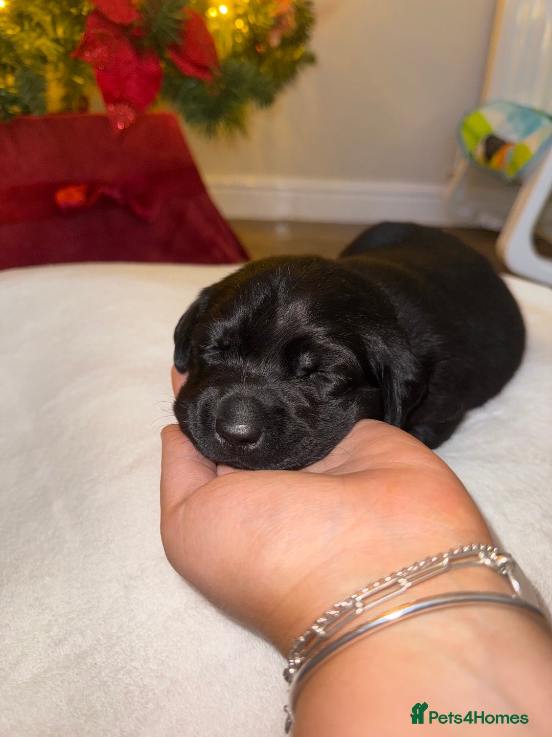 Labrador Retriever dogs for sale: Kc registered Labrador 2 puppies left ! ⭐️⭐️⭐️⭐️ - Advert 23
