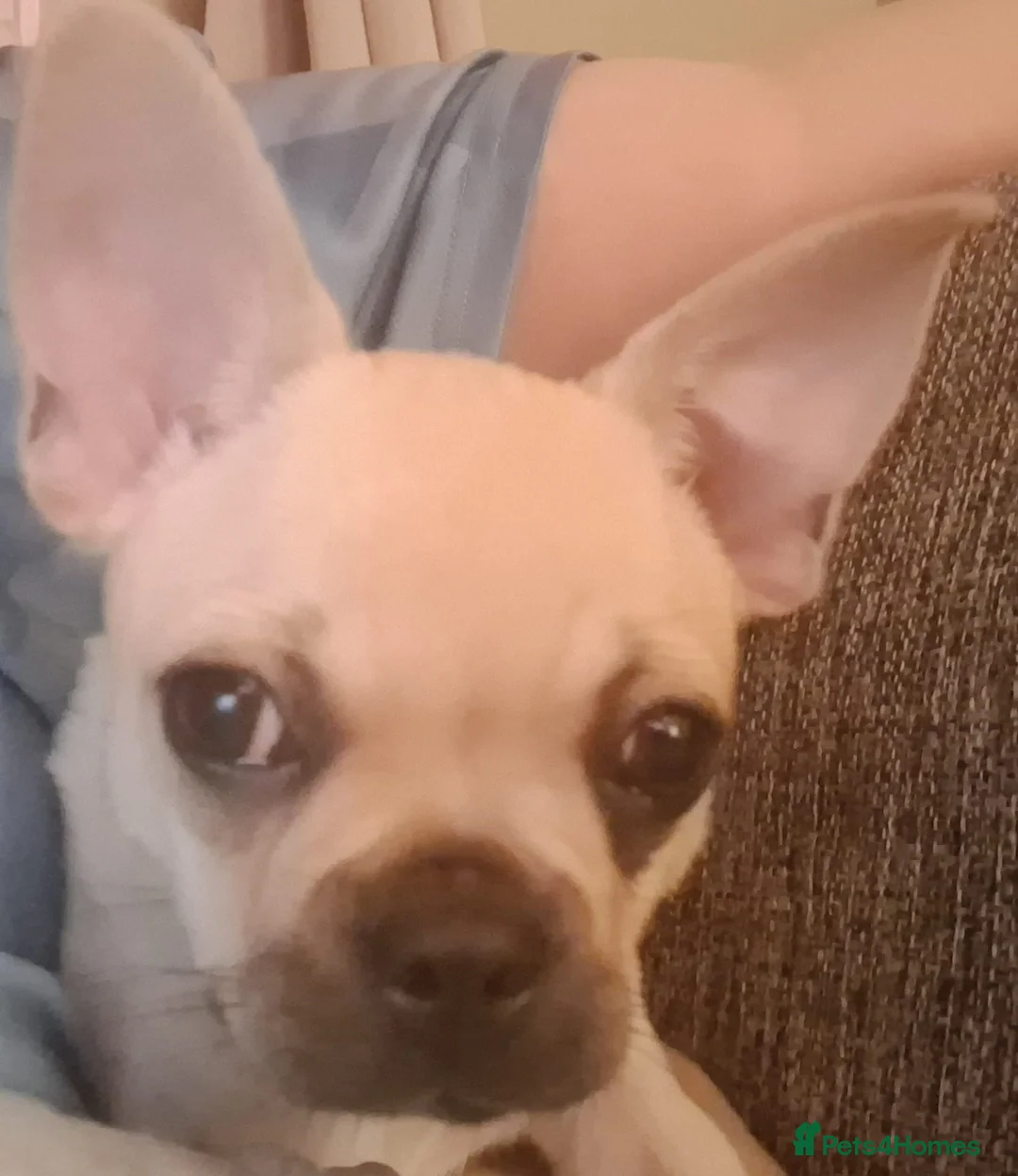 Mixed Breed dogs for sale: Chihuahua × frenchie in Grays - Advert 2