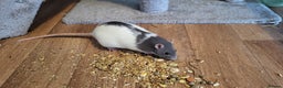 Rat rodents for sale: 4 Female Fancy Rats and Complete Setup  - Advert 9