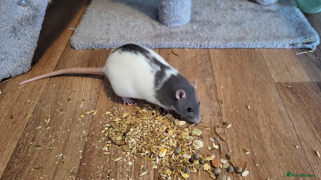 Rat rodents for sale: 4 Female Fancy Rats and Complete Setup  - Advert 9