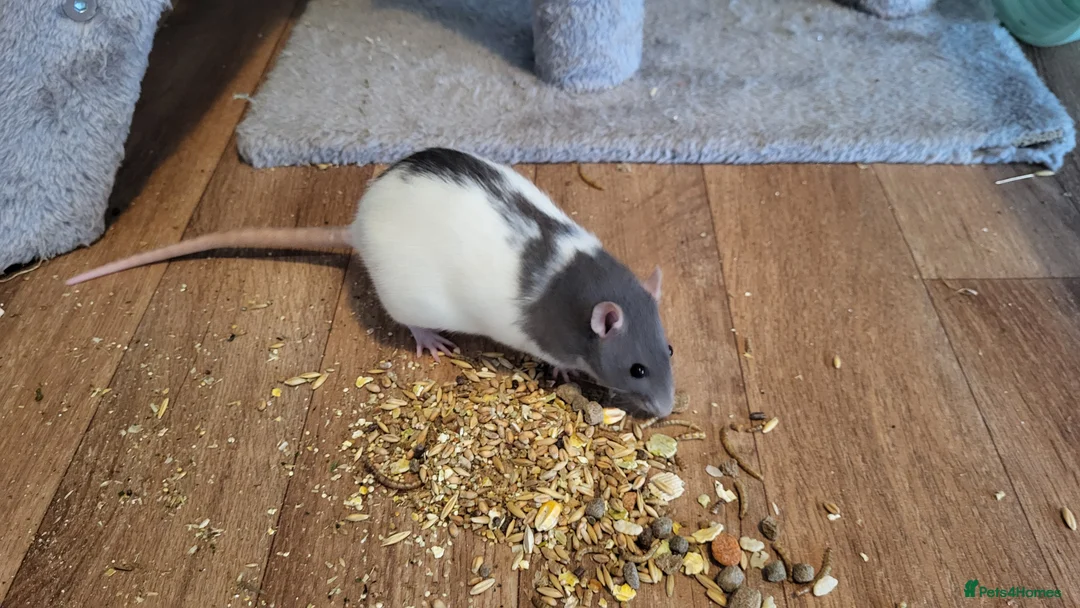 Rat rodents for sale: 4 Female Fancy Rats and Complete Setup  - Advert 9