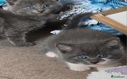 Russian Blue cats for sale: Part Russian blue kitten  - Image 2