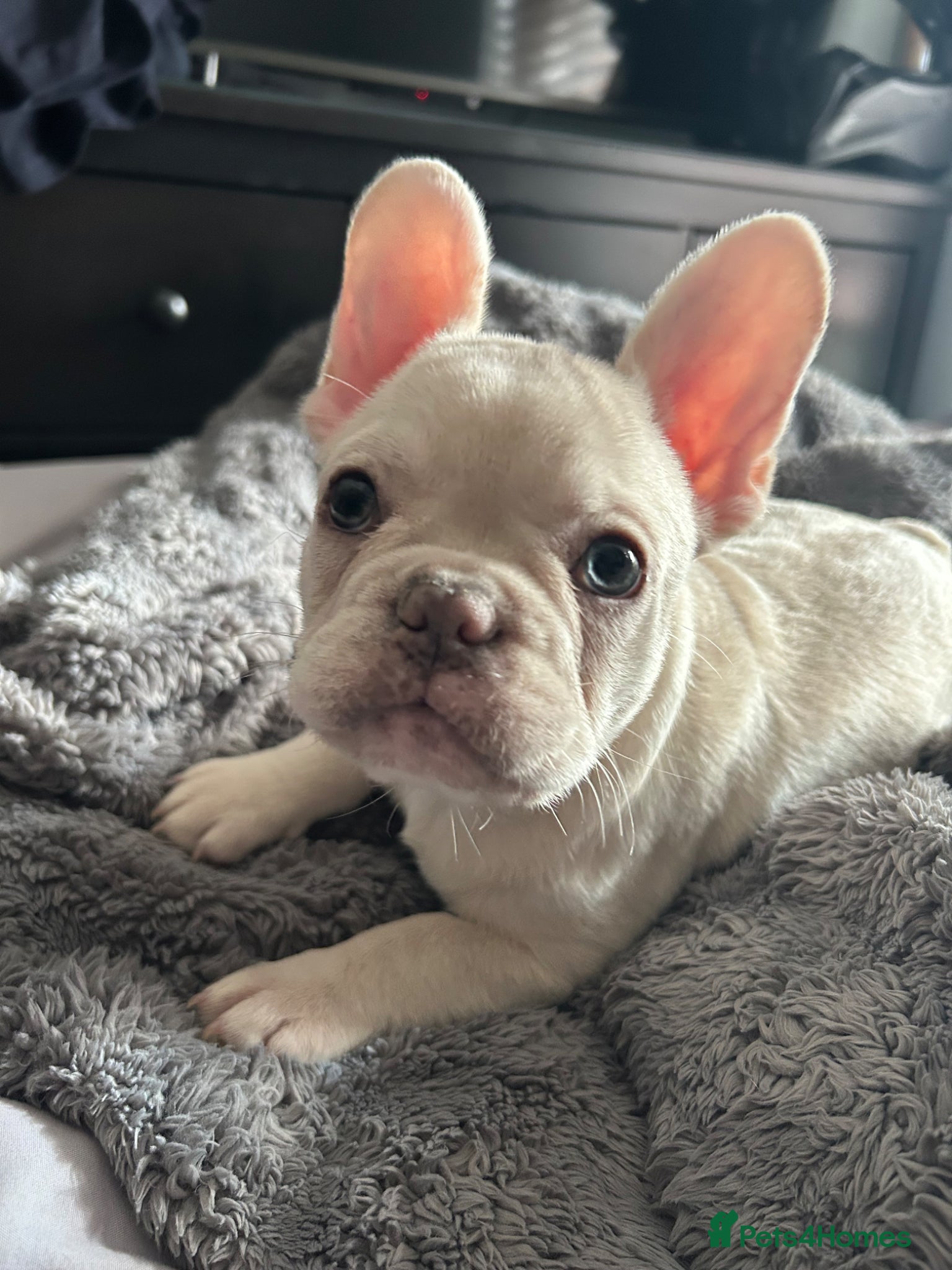 French Bulldog dogs Frenchie puppies available - Advert 16