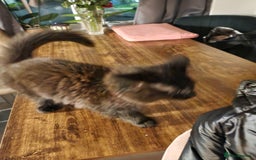 Oriental cats for sale: Little black kitten  - Image 2