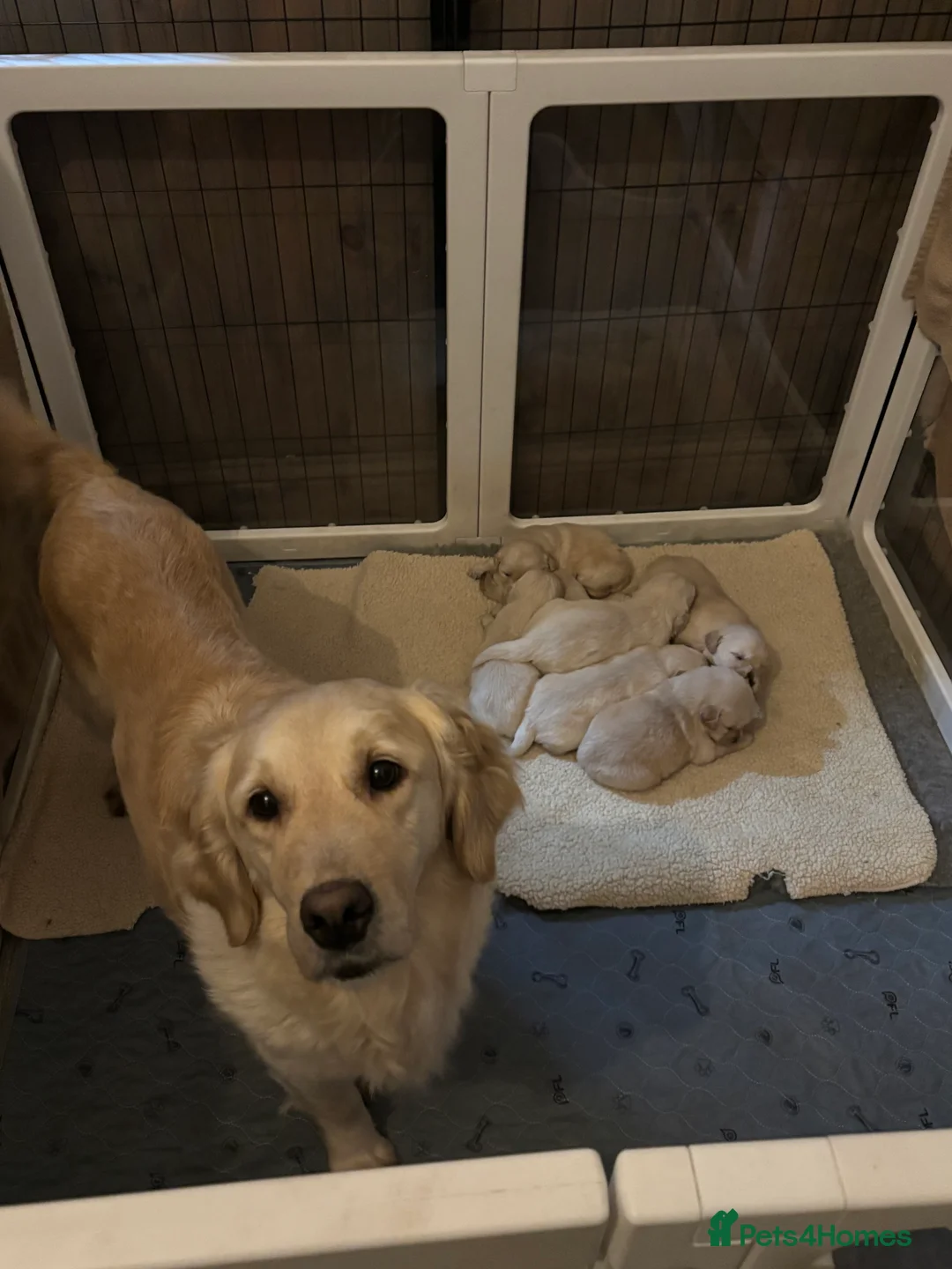 Golden Retriever dogs for sale: Beautiful litter of Golden Retrievers  - Advert 1
