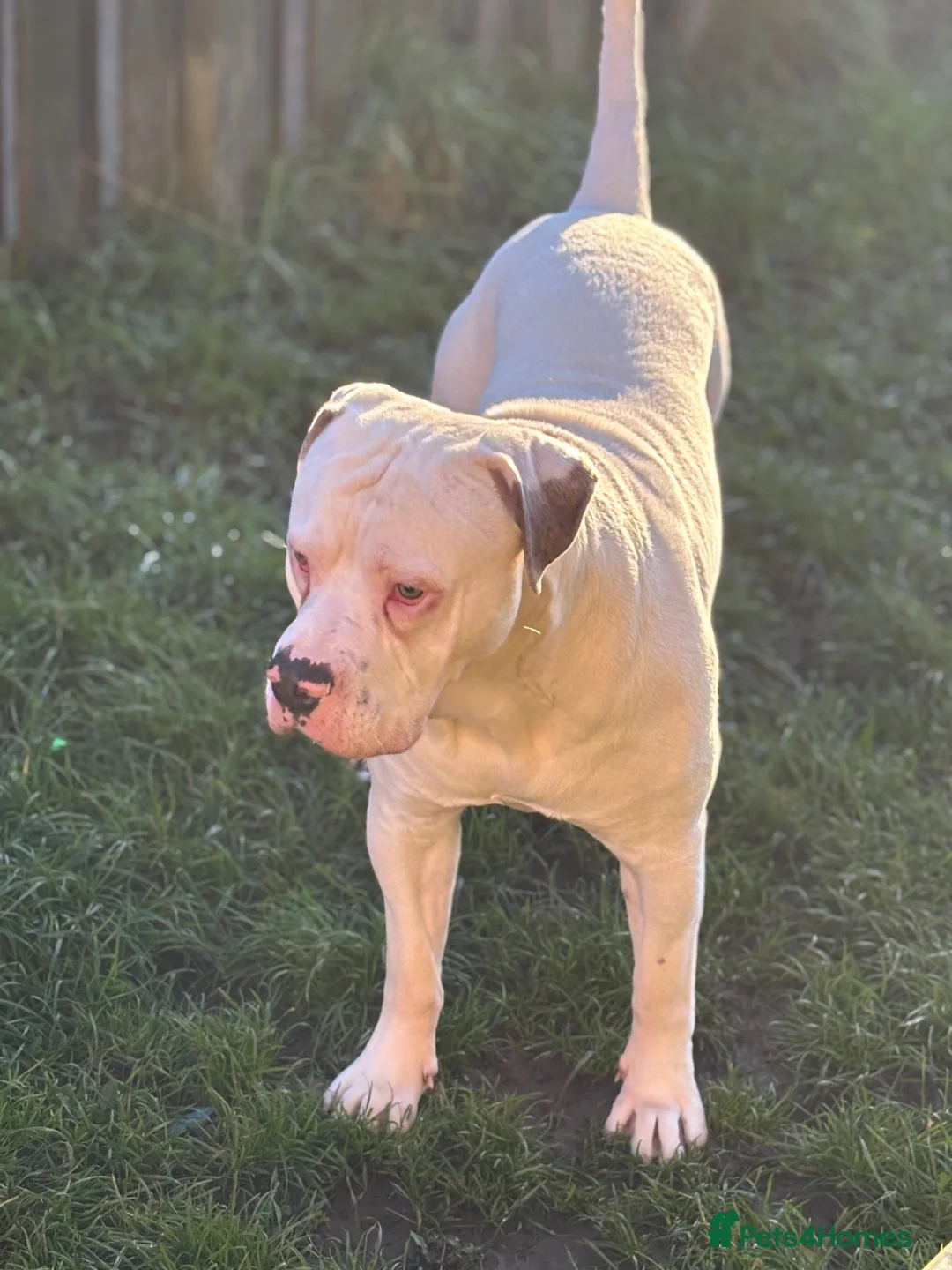 Mixed Breed dogs for sale: **Zeus** - Advert 4