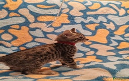 Bengal cats for sale: Bengal mix kittens for sale - Image 13
