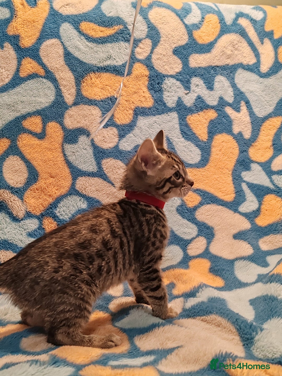 Bengal cats for sale: Bengal mix kittens for sale - Image 13