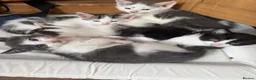 Mixed Breed cats for sale: Stunning kittens!  - Advert 2