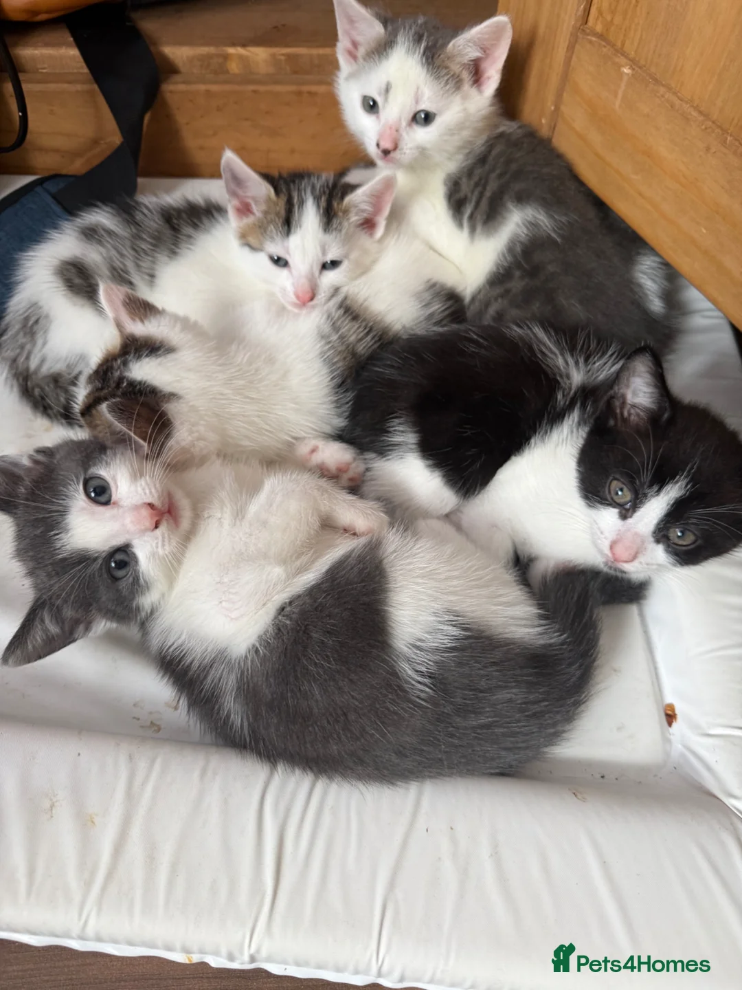 Mixed Breed cats for sale: Stunning kittens!  - Advert 2