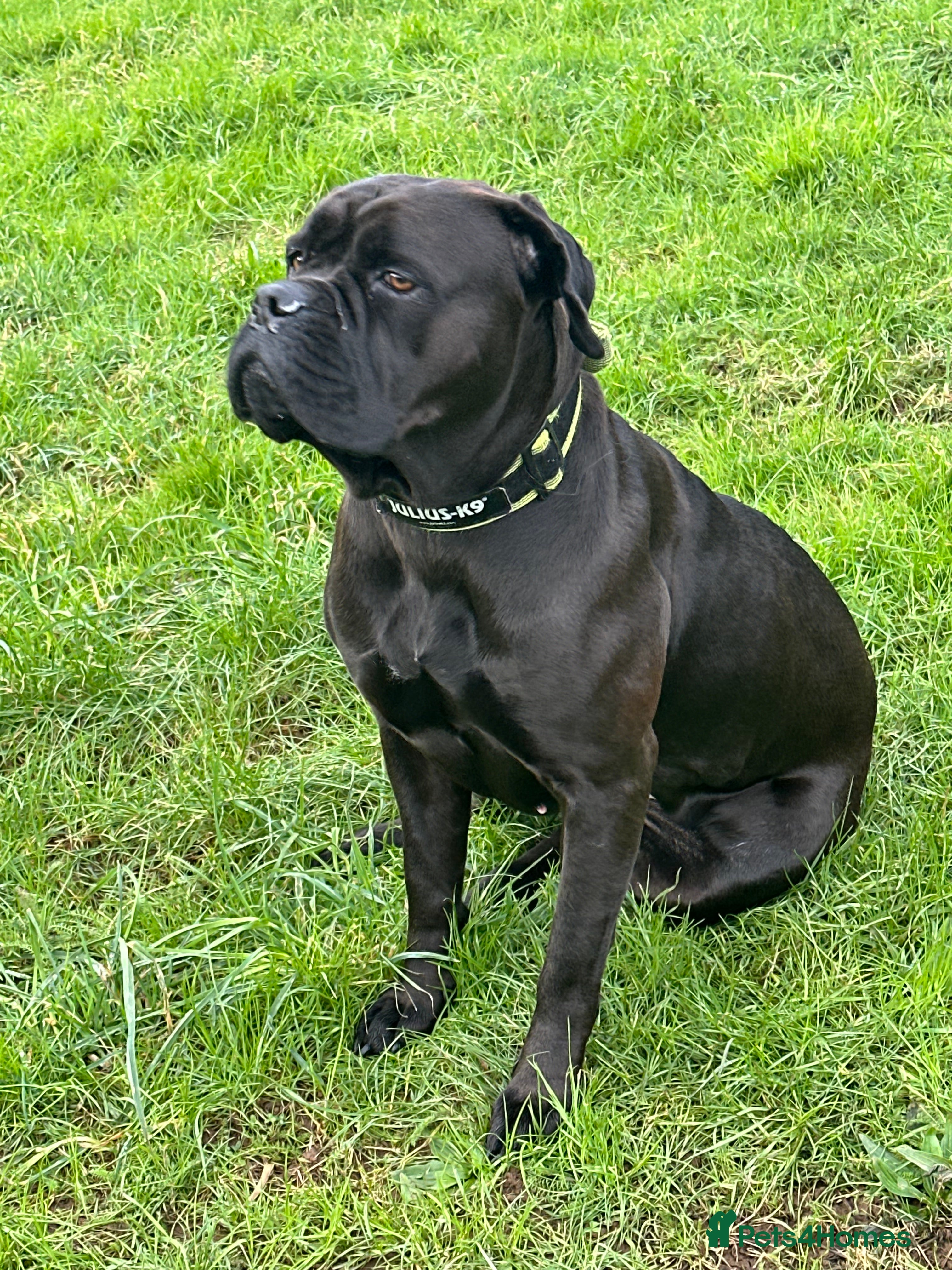 Cane Corso dogs Cane Corso puppies - Advert 1