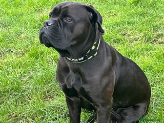 Cane Corso dogs Cane Corso puppies - Advert 1