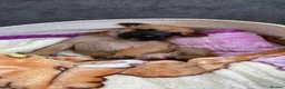 Mixed Breed dogs for sale: Staffy x Mali pups - Advert 13