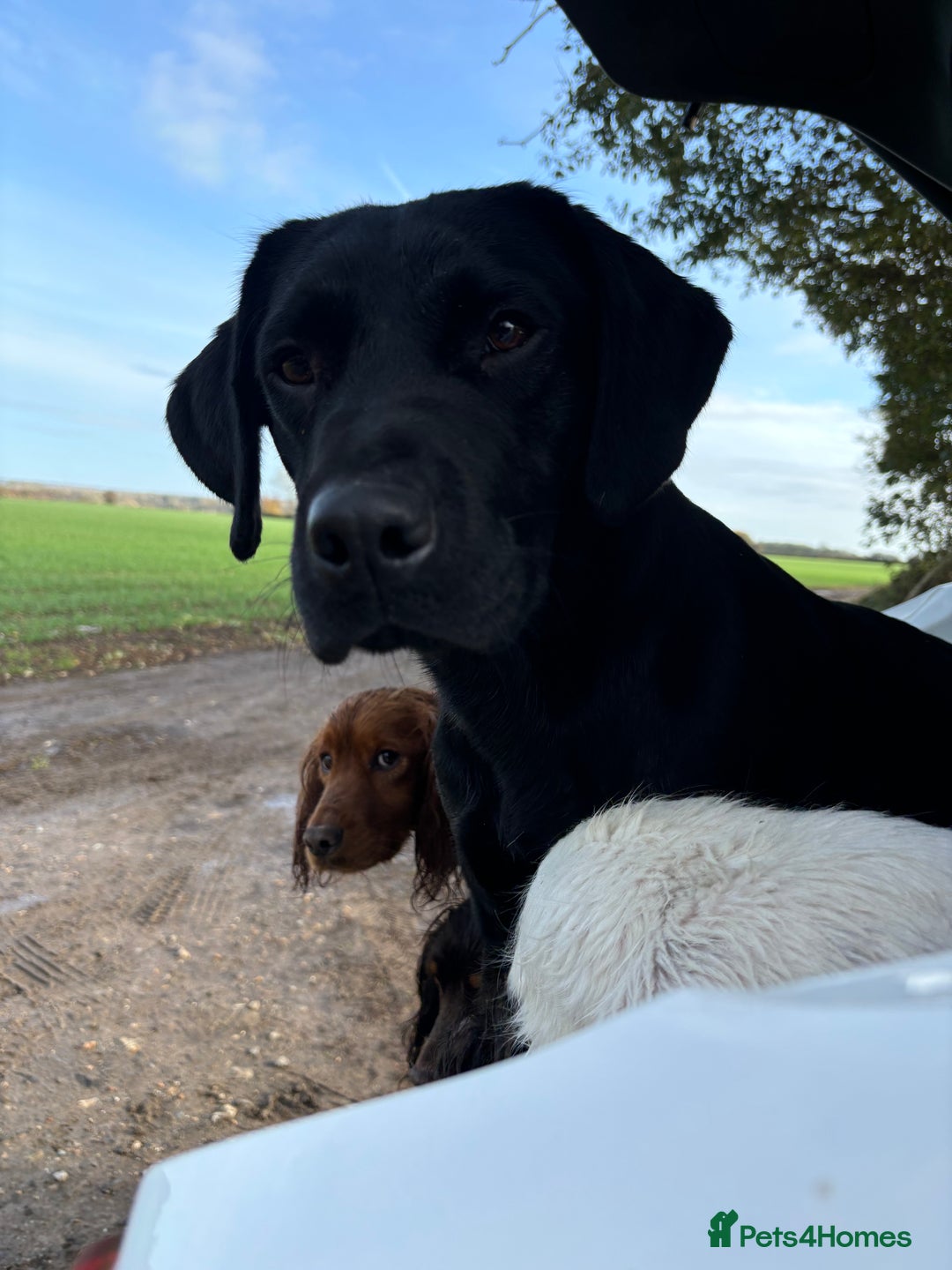 Labrador Retriever dogs for stud: KC health tested proven Labrador stud - Advert 5