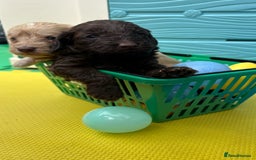 Cockapoo dogs for sale: DNA CLEAR F1  choc, merle, champagne, black - Image 2