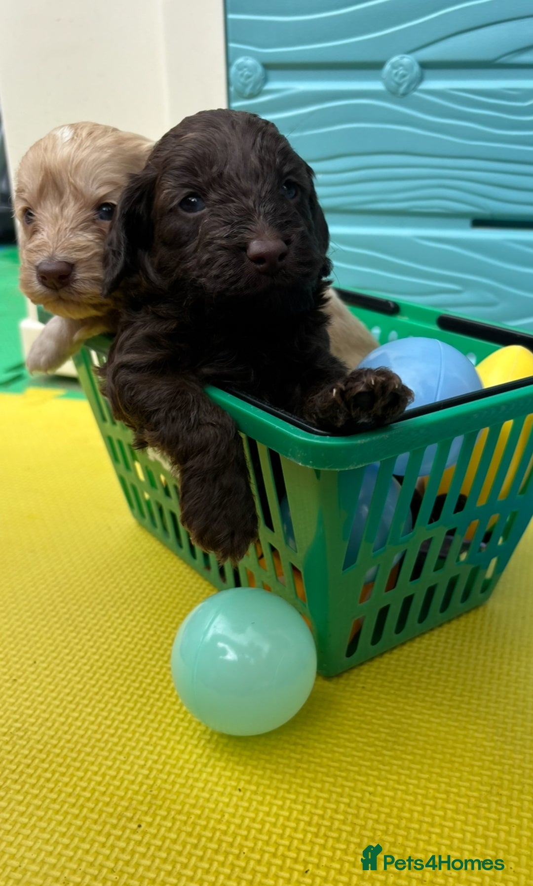 Cockapoo dogs for sale: DNA CLEAR F1  choc, merle, champagne, black - Image 2