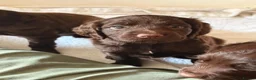 Cocker Spaniel dogs for sale: Stunning Cocker Pups  - Advert 7
