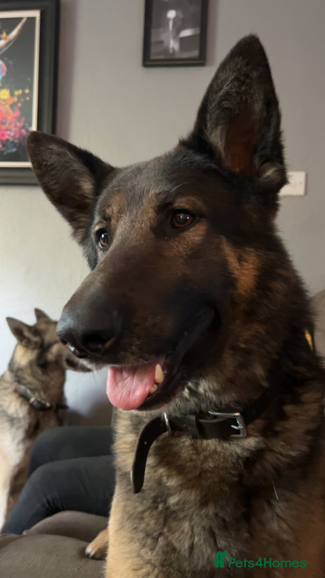 German Shepherd dogs Fendt  - Advert 11