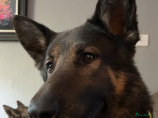 German Shepherd dogs - Advert 2