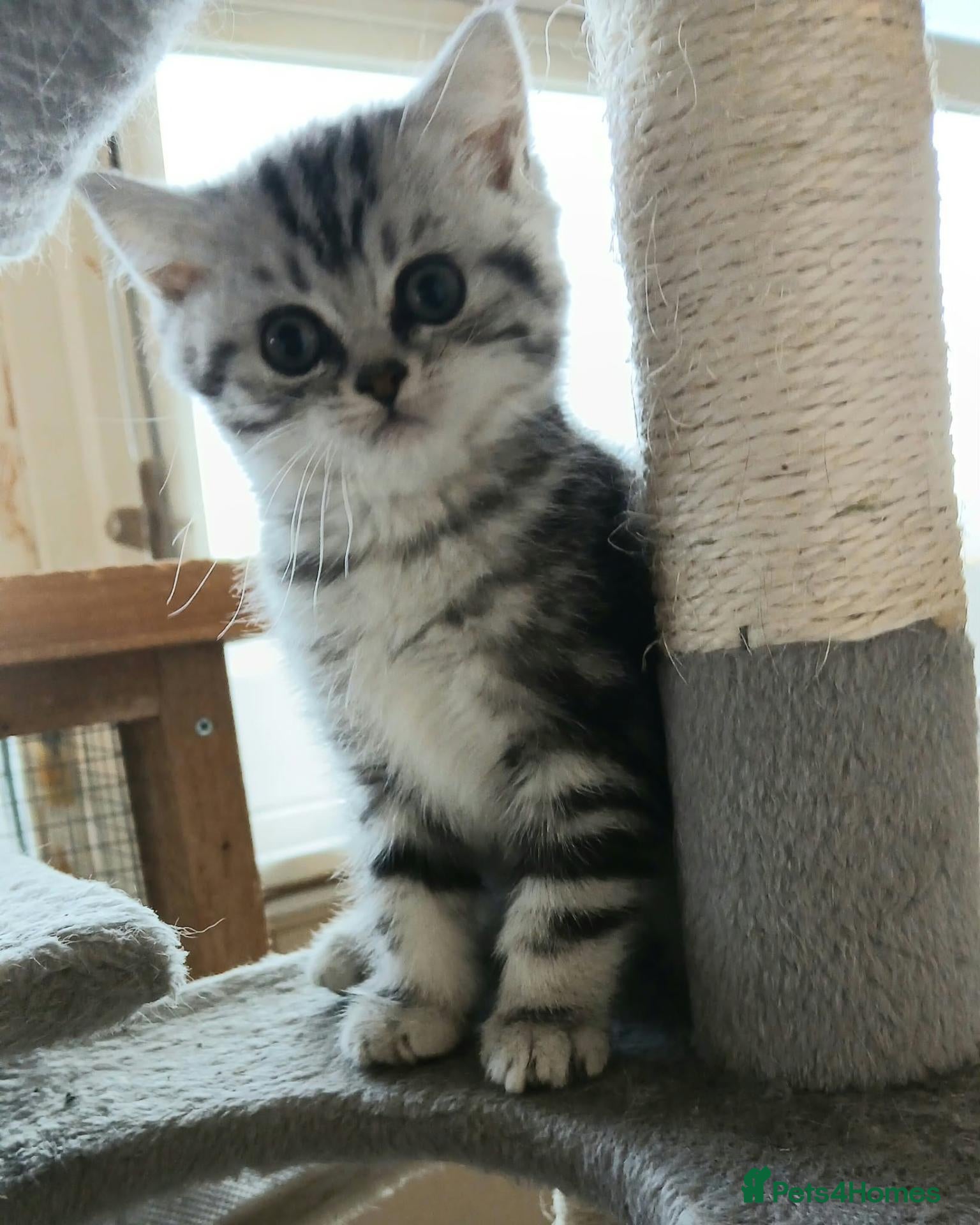 British Shorthair cats Bsh. kittens. - Advert 10