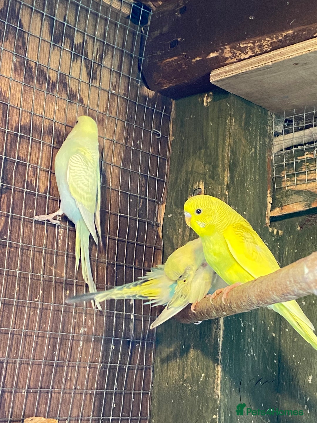 Budgerigars birds for sale: Baby budgies  - Image 3