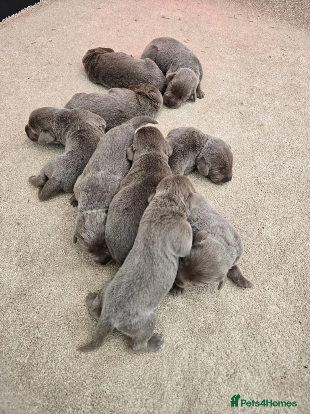 Labrador Retriever dogs for sale: Silver labrador puppies KC registered  - Advert 2