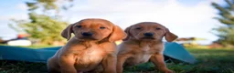 Goldador dogs for sale: Beautiful Red Goldador KC Reg Parents - Advert 5