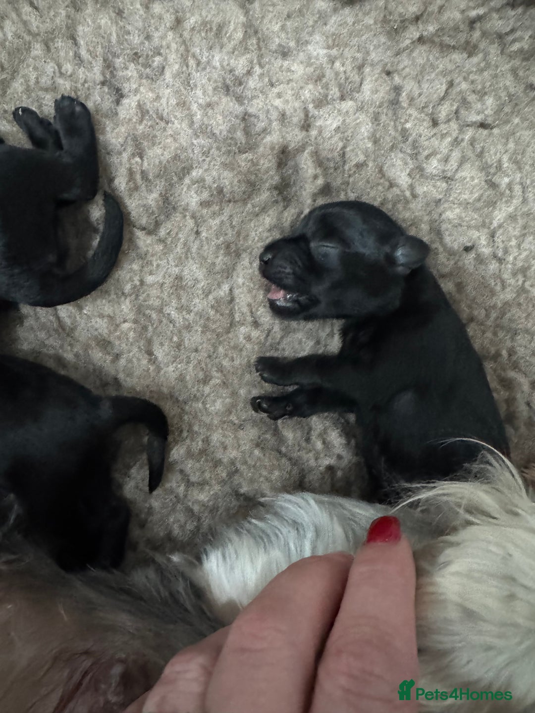 Miniature Schnauzer dogs for sale: Miniature Schnauzer pups for sale - Advert 9