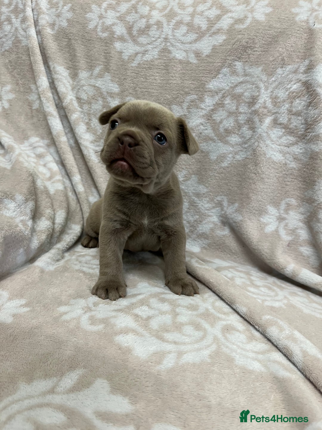 French Bulldog dogs for sale: Lovely Frenchies  - Advert 32