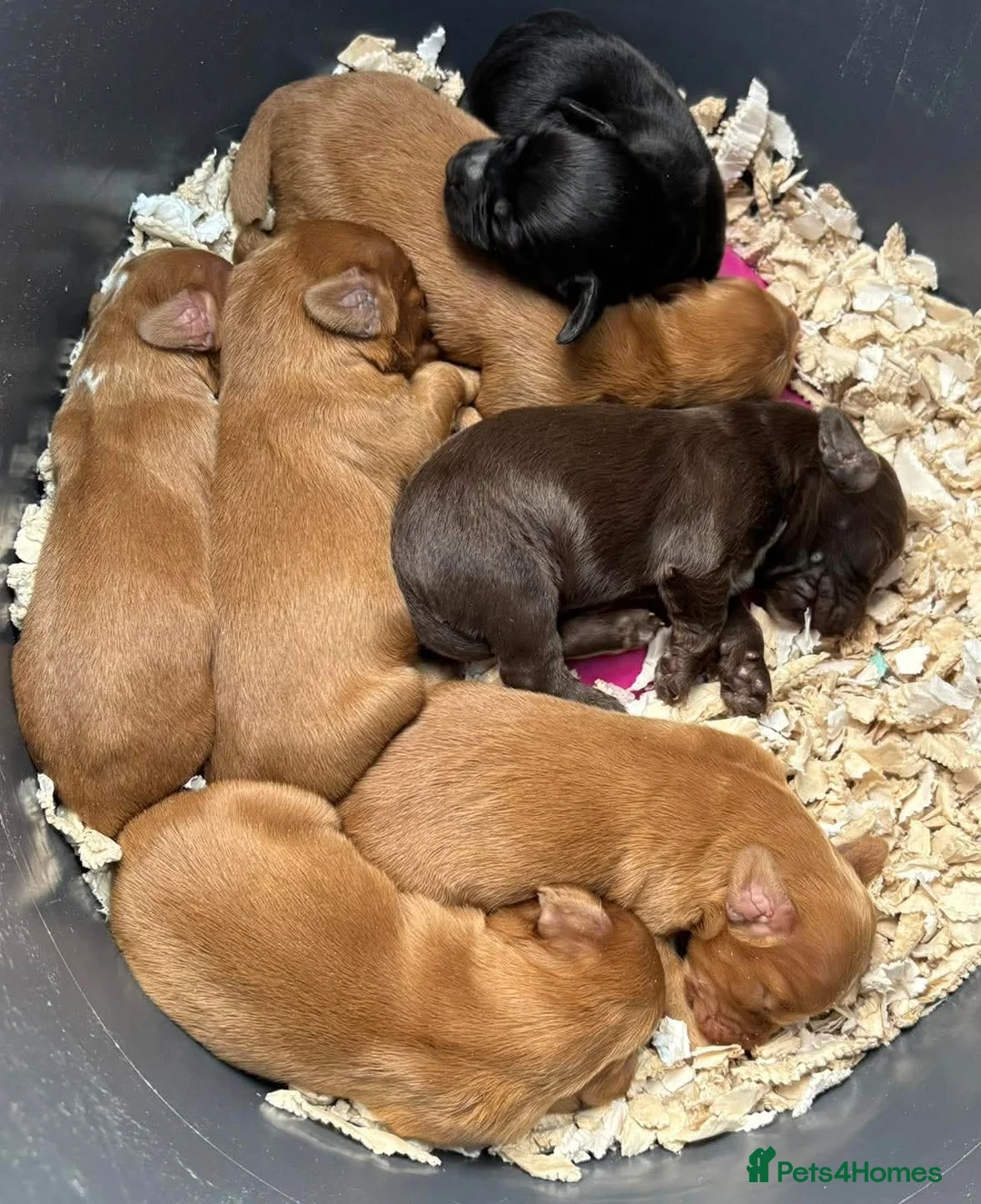 Cocker Spaniel dogs for stud: Gov - Fully Health Tested WCS Stud - Advert 6